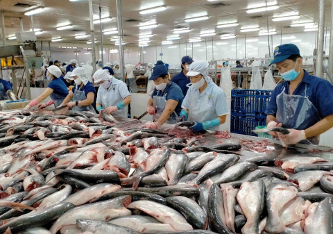 Many pangasius businesses set huge growth targets