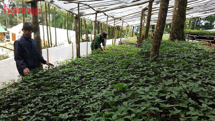 Theo kế hoạch năm 2022, huyện Tu Mơ Rông trồng mới 490ha sâm Ngọc Linh, 500ha dược liệu khác