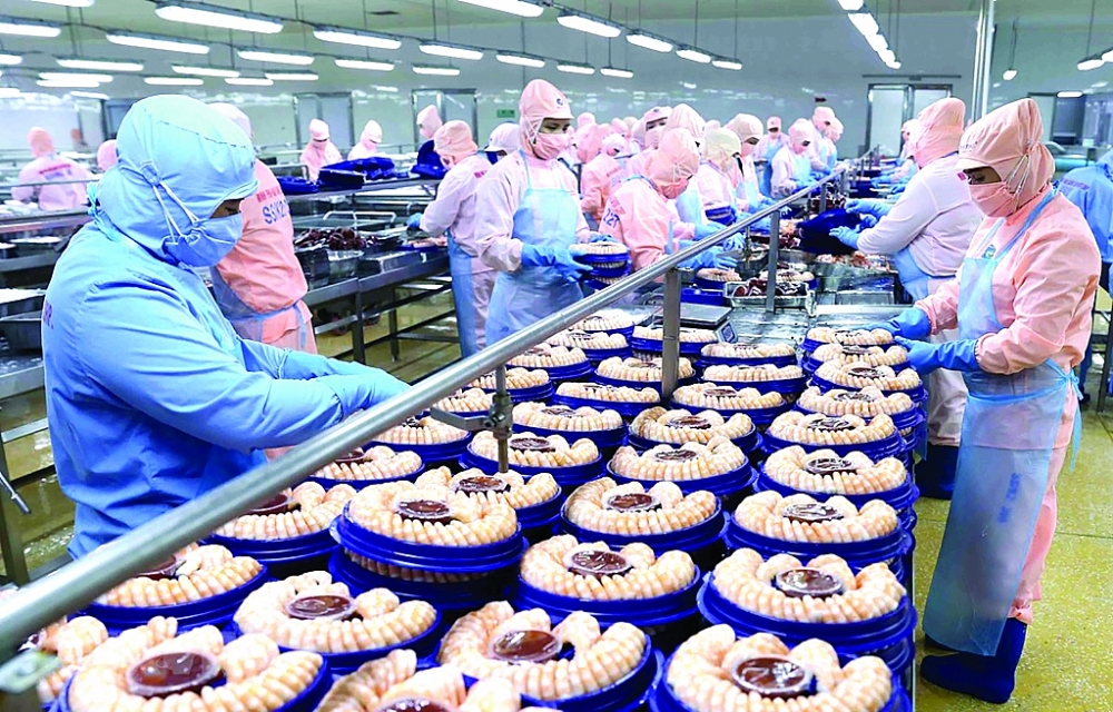 Chế biến tôm xuất khẩu tại nhà máy của Tập đoàn Minh Phú Seafood Corp tại Khu công nghiệp Nam Sông Hậu (Hậu Giang)