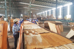 Hoa Kỳ gia hạn kết luận cuối cùng với với gỗ dán cứng Việt Nam