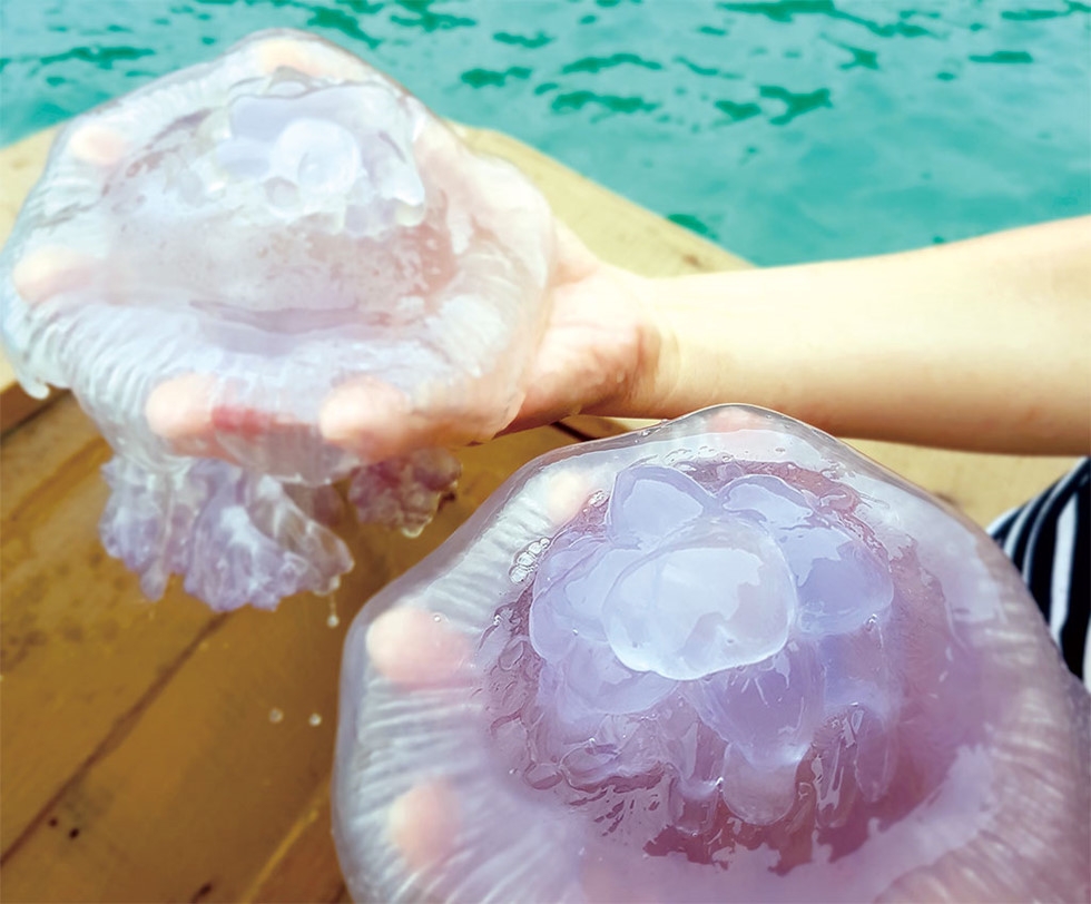 Vietnam has a very large reserve of marine jellyfish