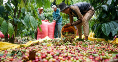 Nhiều cơ hội đẩy mạnh xuất khẩu chè và cà phê Việt vào Ấn Độ