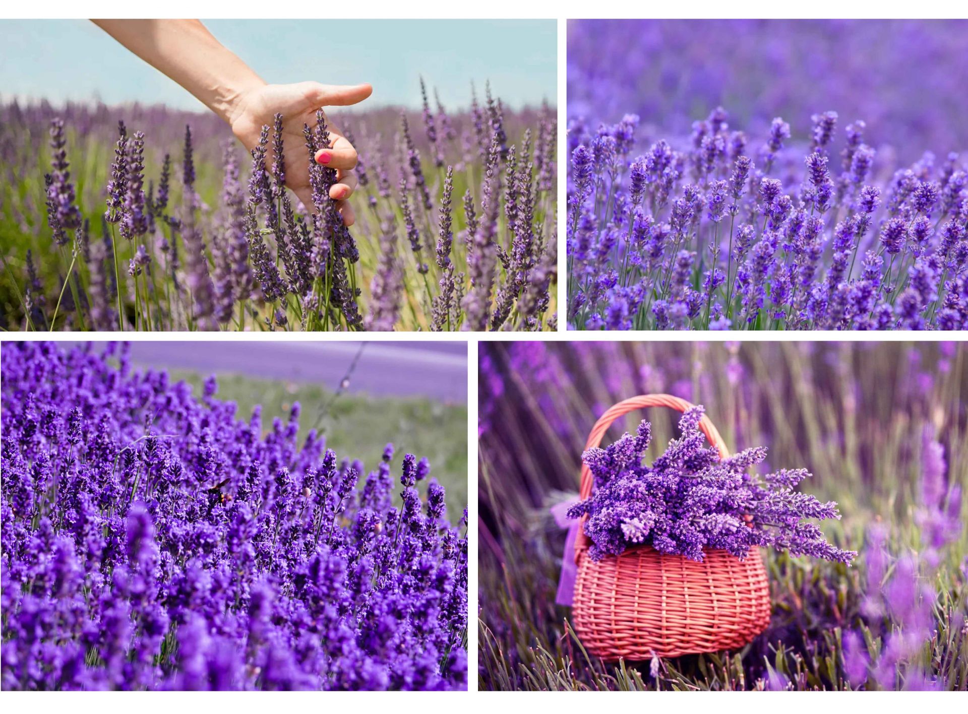 Dried lavender represents love fidelity. That is why dried
lavender bouquets are frequently hung in bedrooms, both

to assist soothe the soul and to remind lovers of their loyal-
ty.

Lavender also represents a girl's elegance and tenderness.
Lavender flowers with a kind, compassionate, and noble
purple hue provide more serenity and comfort to life.

Lavender is also a sign of good fortune. As a result, this
herb blossom is frequently used as an amulet for good
luck.