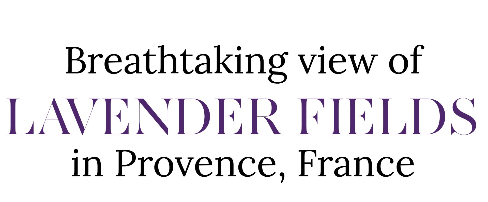 Provence offers a fresh, temperate environment with plenty
of sunshine and is known as France's lavender paradise,

with purple flower beds reaching all the way to the hori-
zon. When we arrive, we will be surrounded by the sweet

flower aroma and the huge purple color.