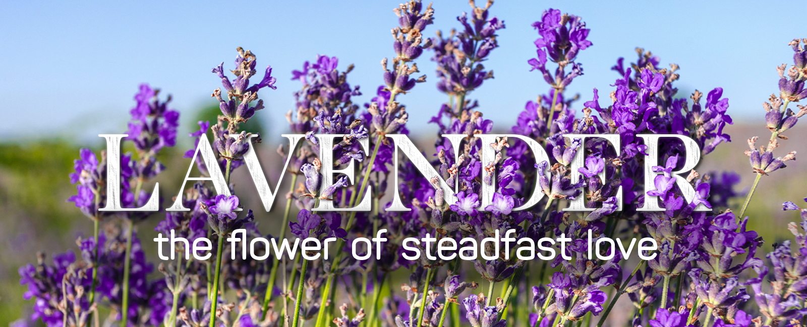 Lavender - the flower of steadfast love