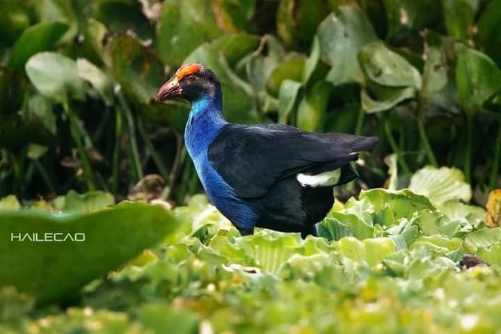 Customers may snap photographs of the brave aquatic chicken