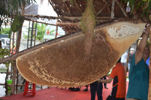 Vietnam recognizes largest honey bee hive in Ca Mau