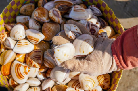 EU represents largest export market for Vietnamese clams