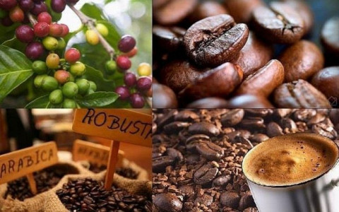 Vietnam coffee exports hit three-year record high