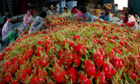 Xuất khẩu rau quả sang Trung Quốc vẫn diễn ra ảm đạm