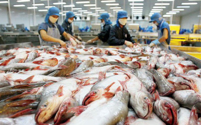 Canada - thị trường lớn của cá tra Việt Nam