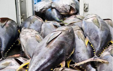 Cá ngừ Việt Nam nhanh chóng chiếm thị phần tại Arab Saudi