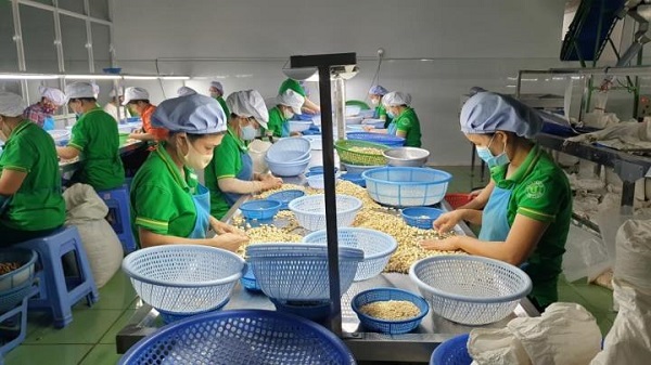 Chế biến hạt điều xuất khẩu tại Bình Phước