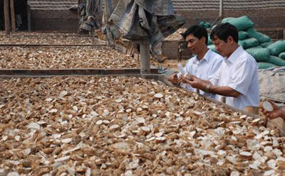 Việt Nam’s cassava exports increase but the industry has not taken advantage of free trade agreements. — Photo courtesy of the Việt Nam Cassava Association