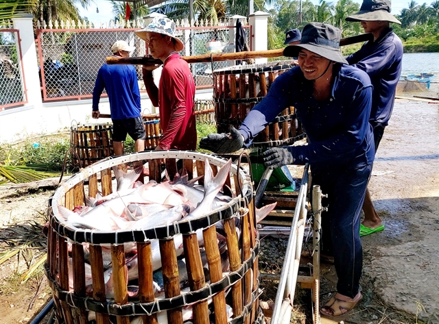 Harvested tra fish at Cần Thơ City's Ô Môn District. — VNA/VNS Photo Thu Hiền