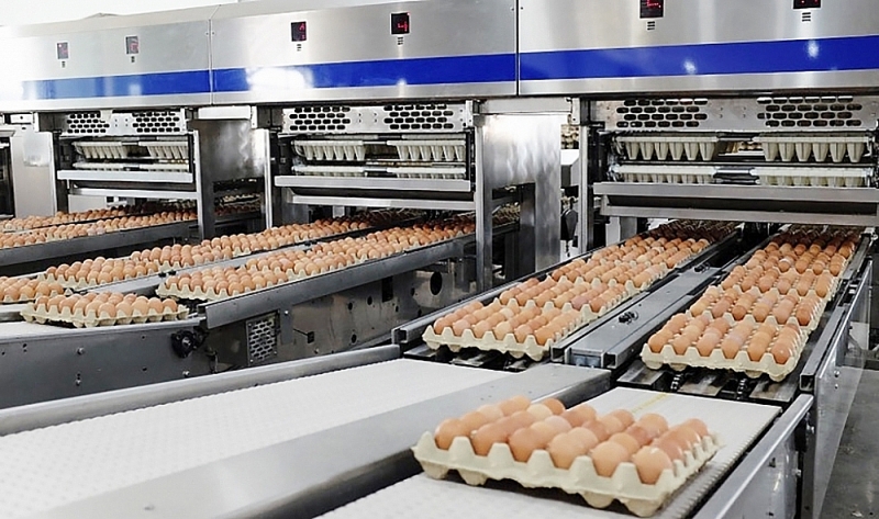 Chicken egg processing chain at Hoa Phat Group. Photo: TL