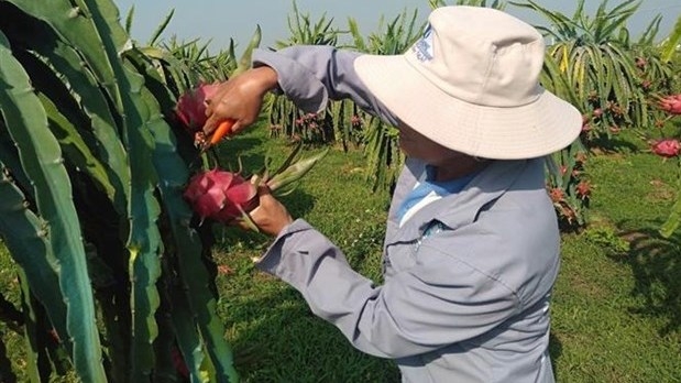 Dragon fruit is one of Vietnam's key export products to Australia and New Zealand (Photo: VNA)