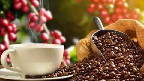 Giá cà phê hôm nay 23/5: duy trì ở mức giá 40.600 - 41.200 đ/kg