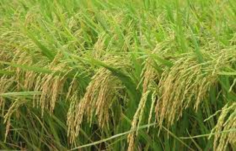 Giá lúa gạo ngày 27/5: Duy trì sự ổn định, tìm hướng đi mới cho lúa gạo Cà Mau
