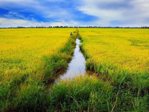Thái Bình được chuyển hơn 33 ha đất lúa làm dự án đường