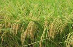 Giá lúa gạo ngày 31/5: Một số giống lúa, nếp điều chỉnh tăng nhẹ