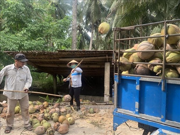 Dừa Trà Vinh hiện nay được thị trường đánh giá cao