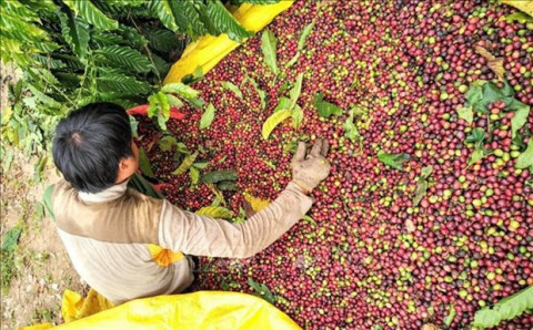 Much room for Vietnam’s coffee export to Japan: newspaper