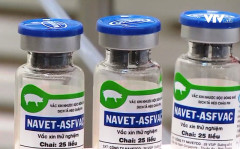 Việt Nam là nước đầu tiên trên thế giới sản xuất thành công và cho lưu hành vắc xin tả lợn châu Phi