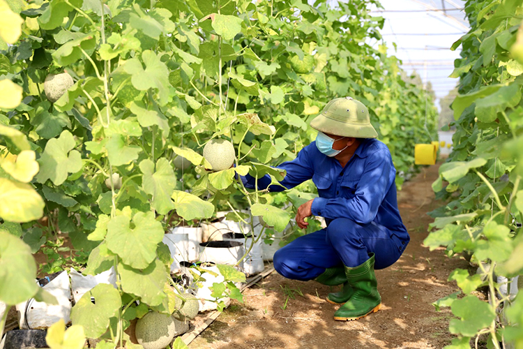 Mô hình trồng dưa lưới ứng dụng công nghệ cao của HTX nông nghiệp công nghệ cao Việt Trì Ecofarm tại xã Hùng Lô cho hiệu quả kinh tế cao.