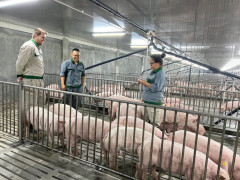 Tập đoàn Xuân Thiện:  Đưa giống lợn thuần chủng và công nghệ đỉnh cao về từ Đan Mạch