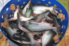 VASEP: Kim ngạch xuất khẩu cá tra có thể vượt mức tăng trưởng kỷ lục 1,81 tỷ USD