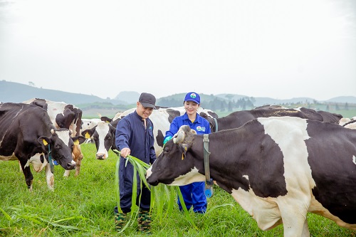 Xung quanh trang trại là đồng cỏ, cây xanh, tạo cảnh quan sinh thái hài hoà với tự nhiên. Khu vực Trang trại cũng là một điểm đến để du khách có thể tham quan trải nghiệm, tìm hiểu về mô hình chăn nuôi bò sữa công nghệ cao.