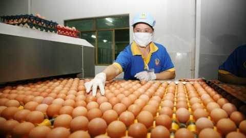 Yêu cầu trứng gà, thịt, sữa Việt có chứng nhận đảm bảo phúc lợi động vật