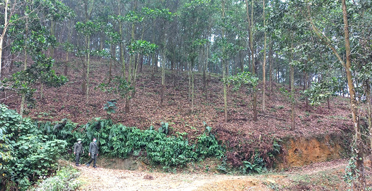 Kiểm lâm huyện Tân Sơn (Phú Thọ) thường xuyên bám sát địa bàn quản lý, tích cực tuyên truyền, vận động người dân địa phương trồng, bảo vệ và phát triển rừng.
