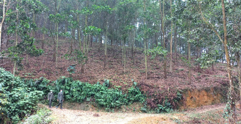 Phú Thọ: Đẩy mạnh hướng phát triển kinh tế đồi, rừng mang tính bền vững