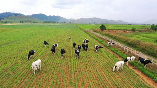 Dự án trang trại Lao – Jagro dự kiến đón đàn bò sữa đầu tiên vào tháng 7