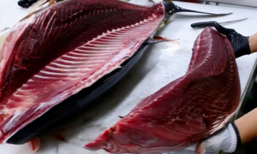 Exporting Vietnamese tuna to Mexico has many advantages.