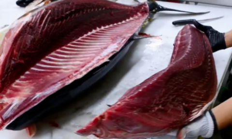 Tuna exports to Mexico grow strongly