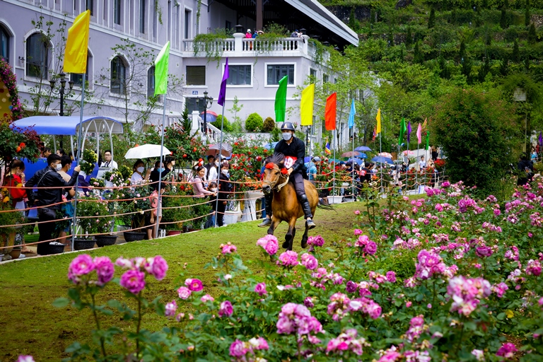 Thousands of roses bloom at the foot of Hoang Lien Son mountain range, making the race track 