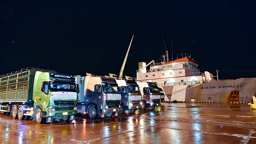 The 35-car convoy picked up 1000 HF purebred dairy cows from Nghi Son international port (Thanh Hoa) and moved to Nam Can border gate in the night..