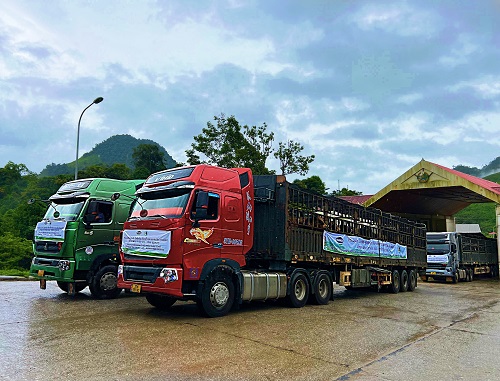 A group of experts from Vinamilk & Lao-Jagro was also waiting at Nam Can border gate, checking the health of cows, preparing for the next journey in Laos..