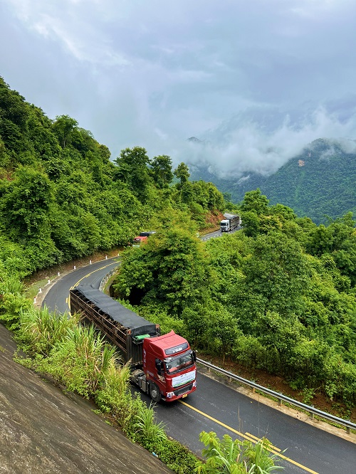 Thời tiết mát mẻ góp phần giúp cho đàn bò cảm thấy thoải mái hơn trên các cung đường di chuyển về trang trại Lao-Jagro.