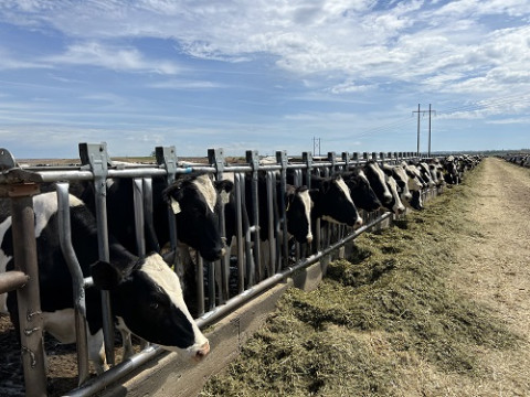 Vinamilk brought 1,000 dairy cows from the United States to the Lao-Jagro dairy farm in Laos.