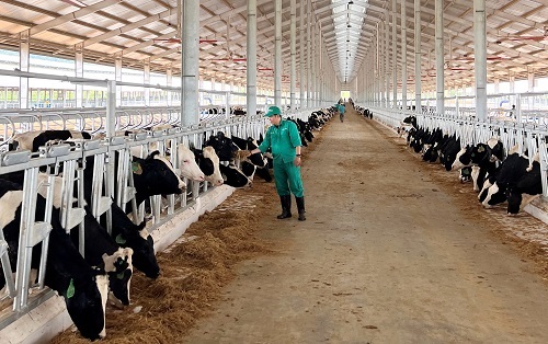 The dairy cows were safe and healthy in their new home - Vinamilk Lao-Jagro farm.