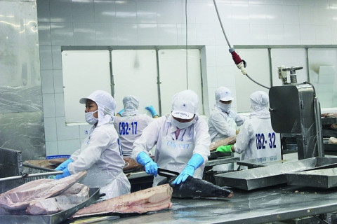 Dự báo ngành xuất khẩu cá ngừ sẽ đạt 1,1 tỷ USD nhờ tốc độ tăng trưởng nhanh