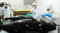 Xuất khẩu cá ngừ 2022 dự kiến chạm kỷ lục trên 1 tỷ USD
