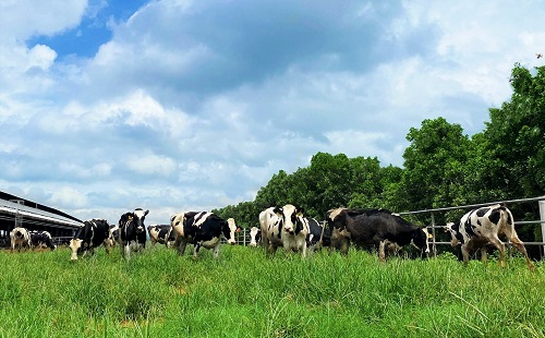 Sau khi về trang trại và được chăm sóc theo chế độ “tân đáo”, sức khỏe đàn bò đã ổn định và thích nghi với khí hậu tại Việt Nam.