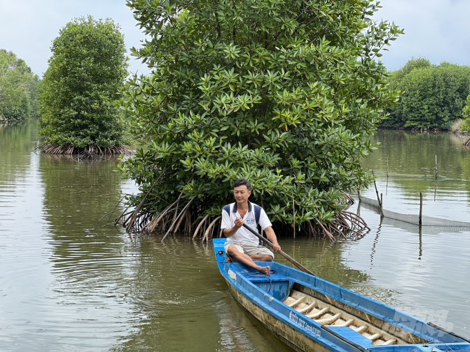 Ecological shrimp farming model in Ngoc Hien district, Ca Mau province. Photo: Trong Linh.