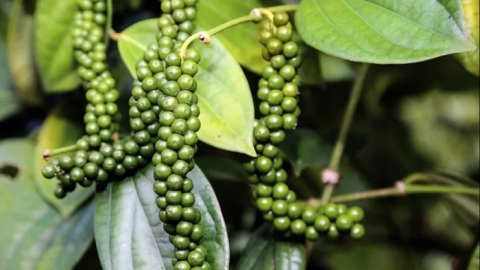 Pepper prices continue to fluctuate below 70,000 VND/day