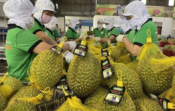 Durian from Vietnam has been formally exported to China. Opportunities will only become available if we completely adhere to the norms and requirements of the partner market (Artwork).